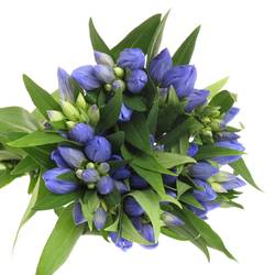 Enzian blau Sky 80cm