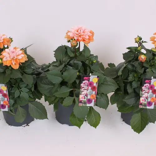 Dahlia orange weiss T17 H40