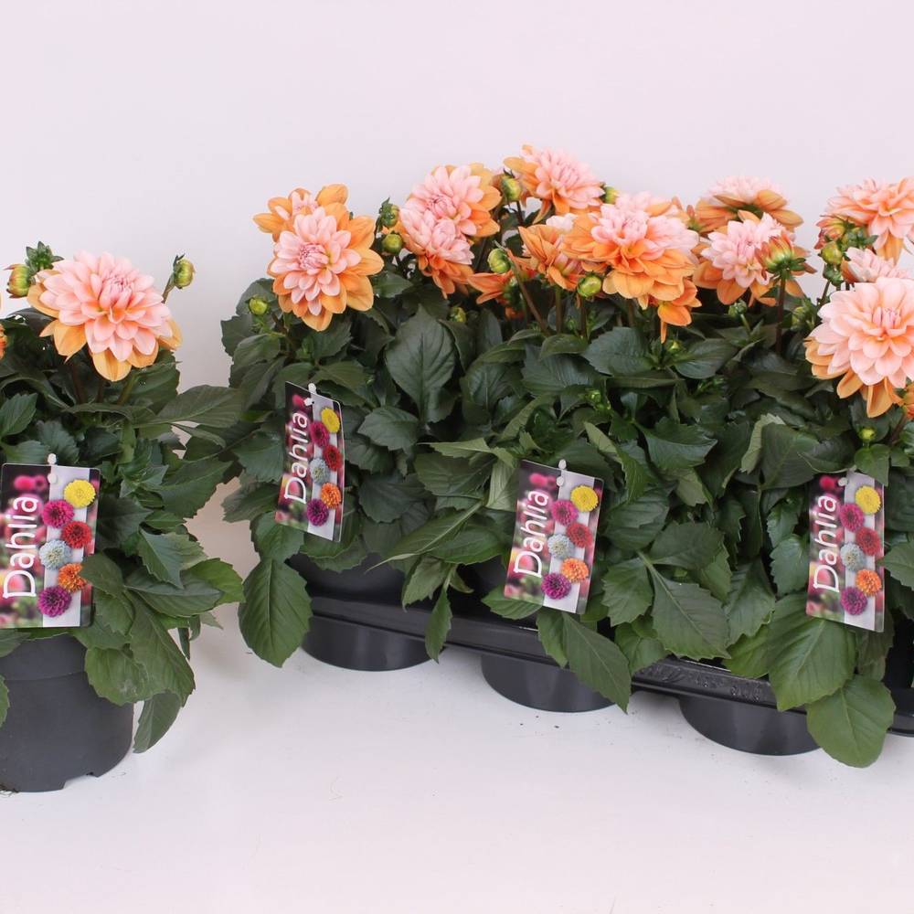 Dahlia orange/rosa T17 H040