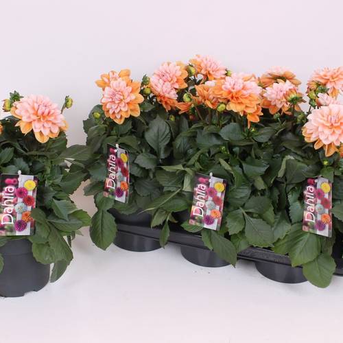 Dahlia orange/rosa T17 H040