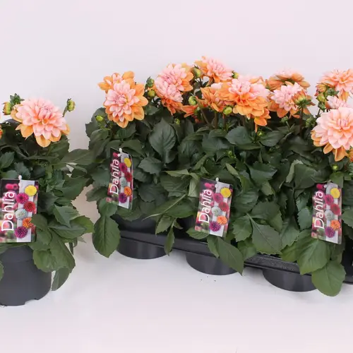 Dahlia orange/rosa T17 H040