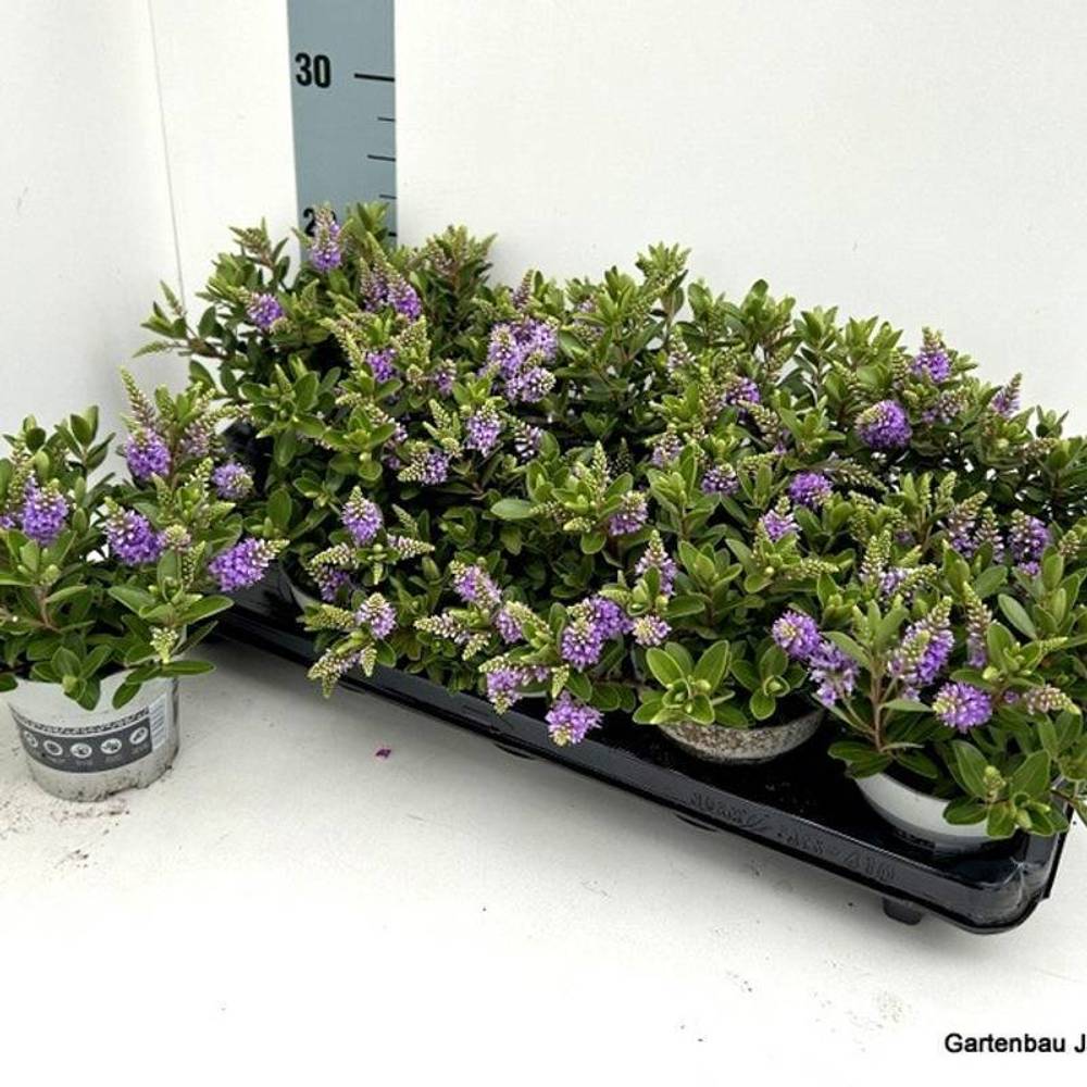 Hebe All Blooms blau T10,5 H26