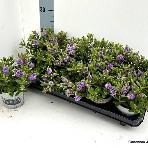 Hebe All Blooms blau T10,5 H26
