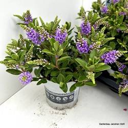 Hebe All Blooms blau T10,5 H26