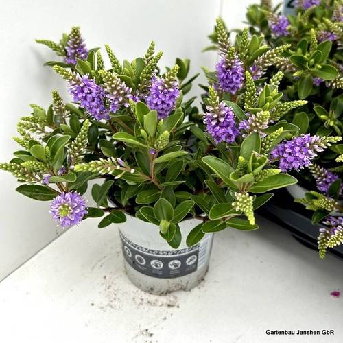 Hebe All Blooms blau T10,5 H26