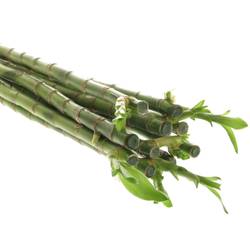 Jungle Bamboo grün Stehend 90cm