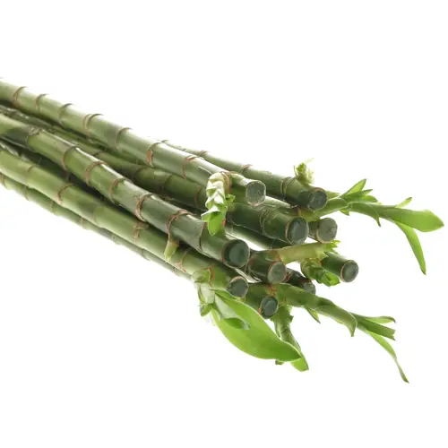 Jungle Bamboo grün Stehend 90cm