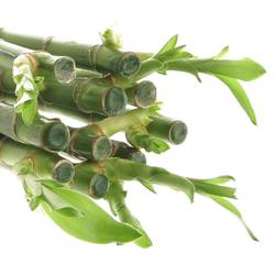 Jungle Bamboo grün Stehend 90cm