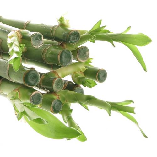 Jungle Bamboo grün Stehend 90cm