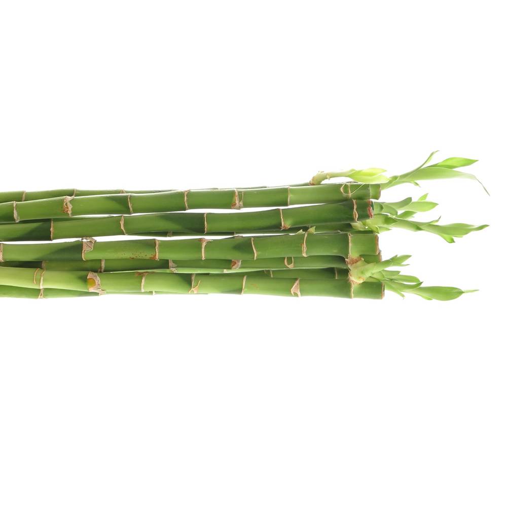 Jungle Bamboo grün Stehend 90cm