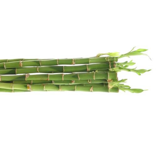 Jungle Bamboo grün Stehend 90cm
