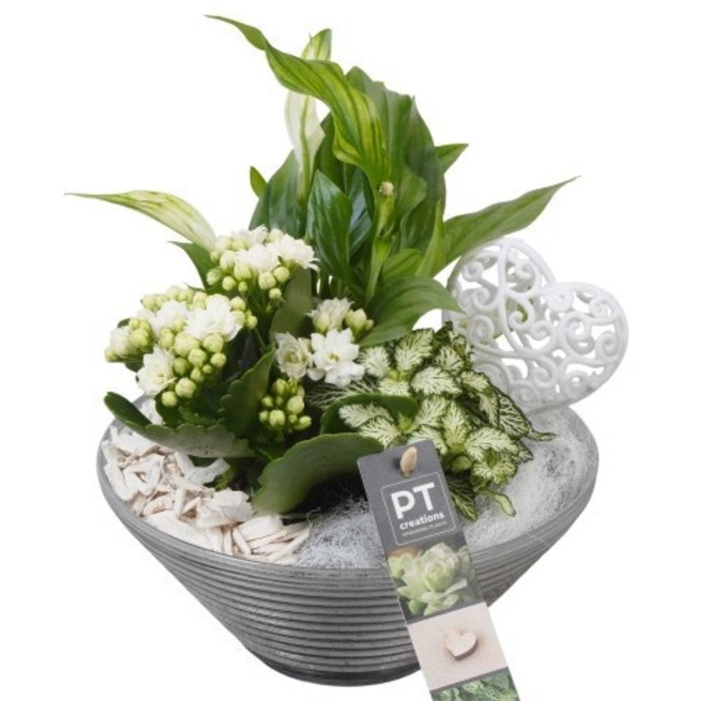 Spath.Arr PTVMG4969 T19 H024