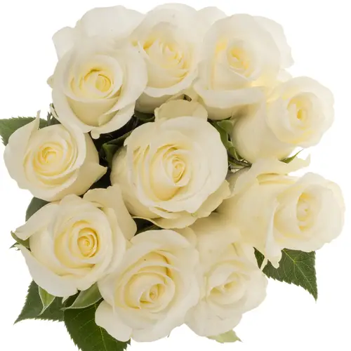 Rose weiss Beluga 50cm