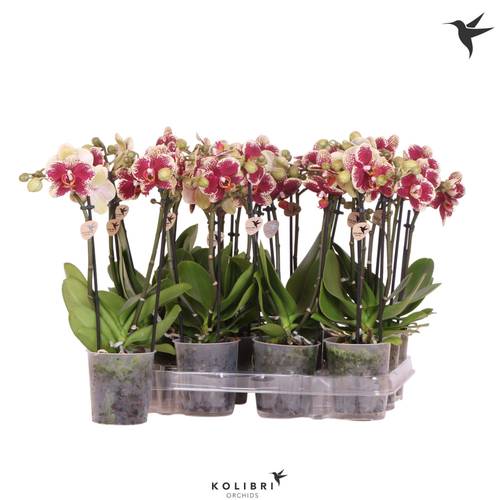 Phal.2-R rot/gelb Spain Kolibri T09 H40