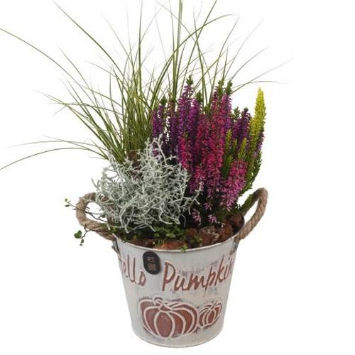 Garten.Arr PTHO7556 Herbst T16 H048