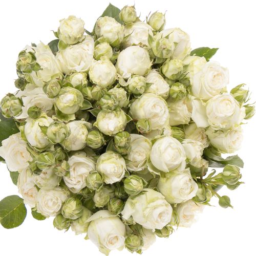 Rose verzweigt weiss Miss Bombastic NL 5+Blüte 60cm