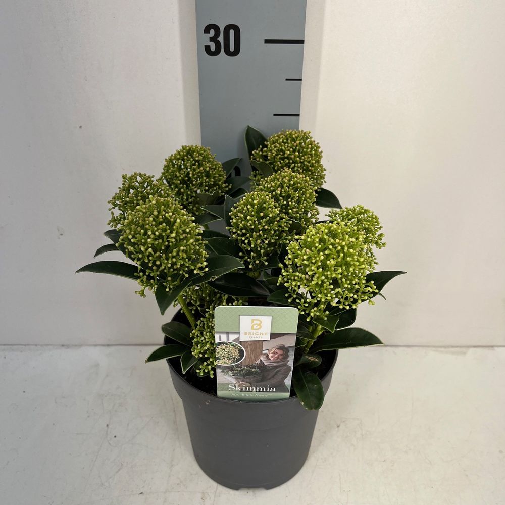 Skimmia White Dwarf 7-9 T13 H20
