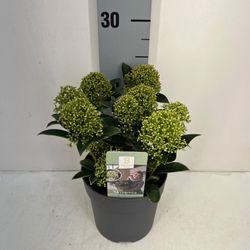 Skimmia White Dwarf 7-9 T13 H20