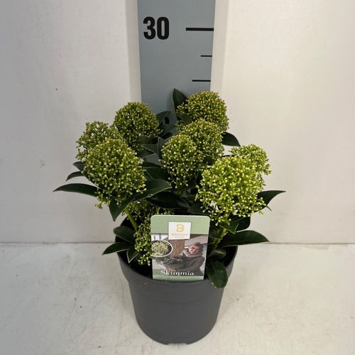 Skimmia White Dwarf 7-9 T13 H20