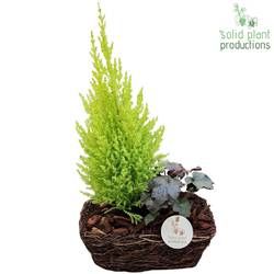 Garten.Arr SRSC004 R Small Herbst T24 H045