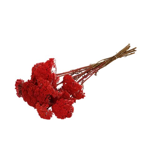 Trocken Achillea rot L65cm