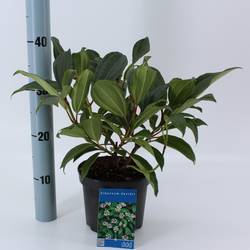 Viburnum Davidii T17 H20