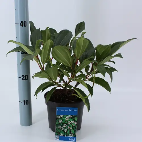Viburnum Davidii T17 H20
