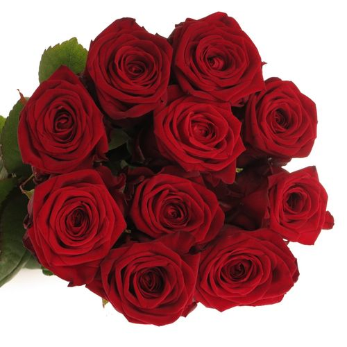 Rose rot Red Naomi (Porta Nova) 50cm Valentinstag