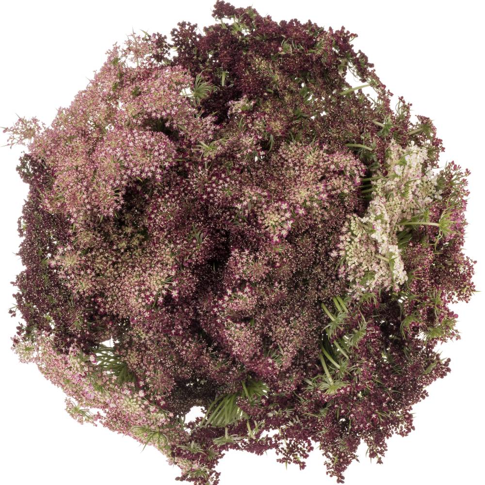 Dille rot/creme Daucus Carota 55cm