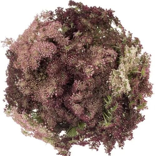 Dille rot/creme Daucus Carota 55cm