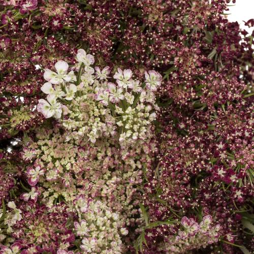 Dille rot/creme Daucus Carota 55cm