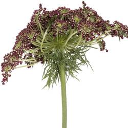 Dille rot/creme Daucus Carota 55cm
