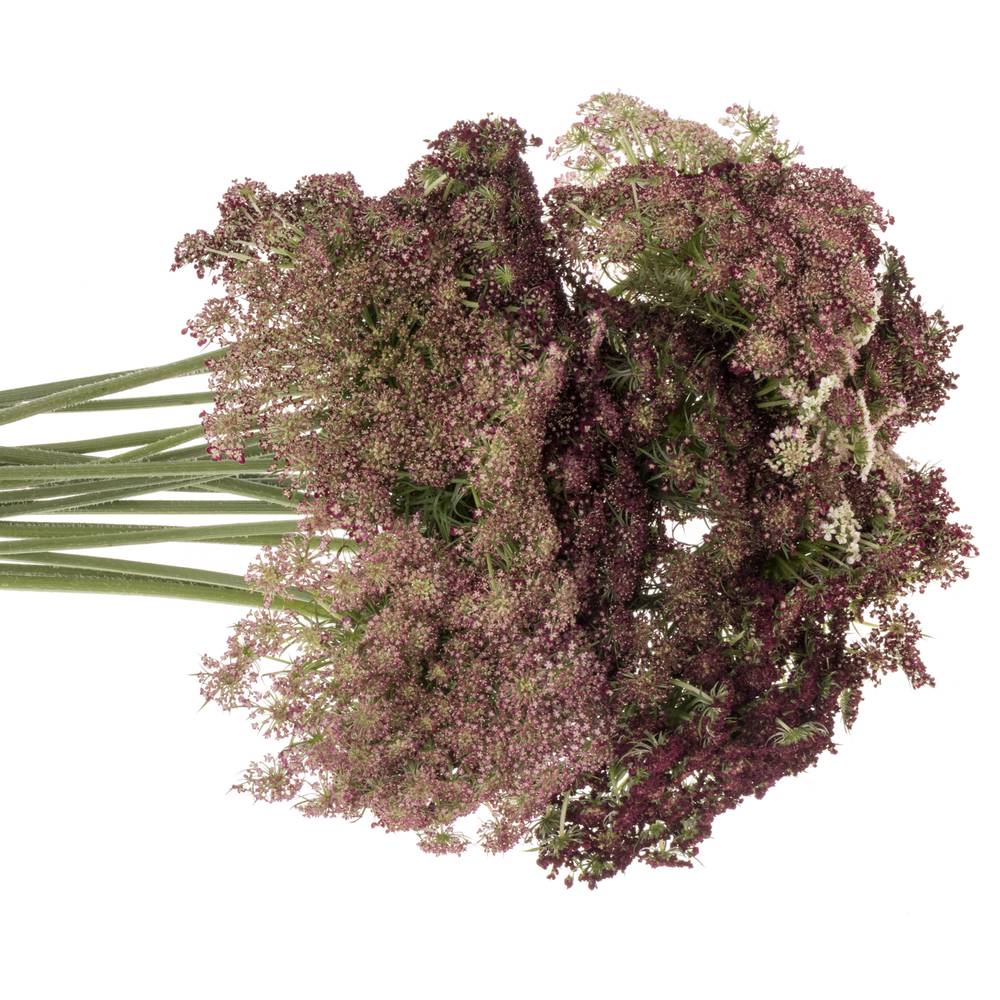 Dille rot/creme Daucus Carota 55cm