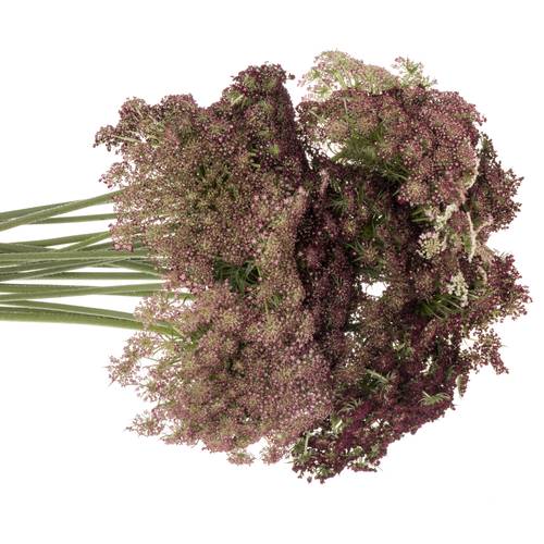 Dille rot/creme Daucus Carota 55cm