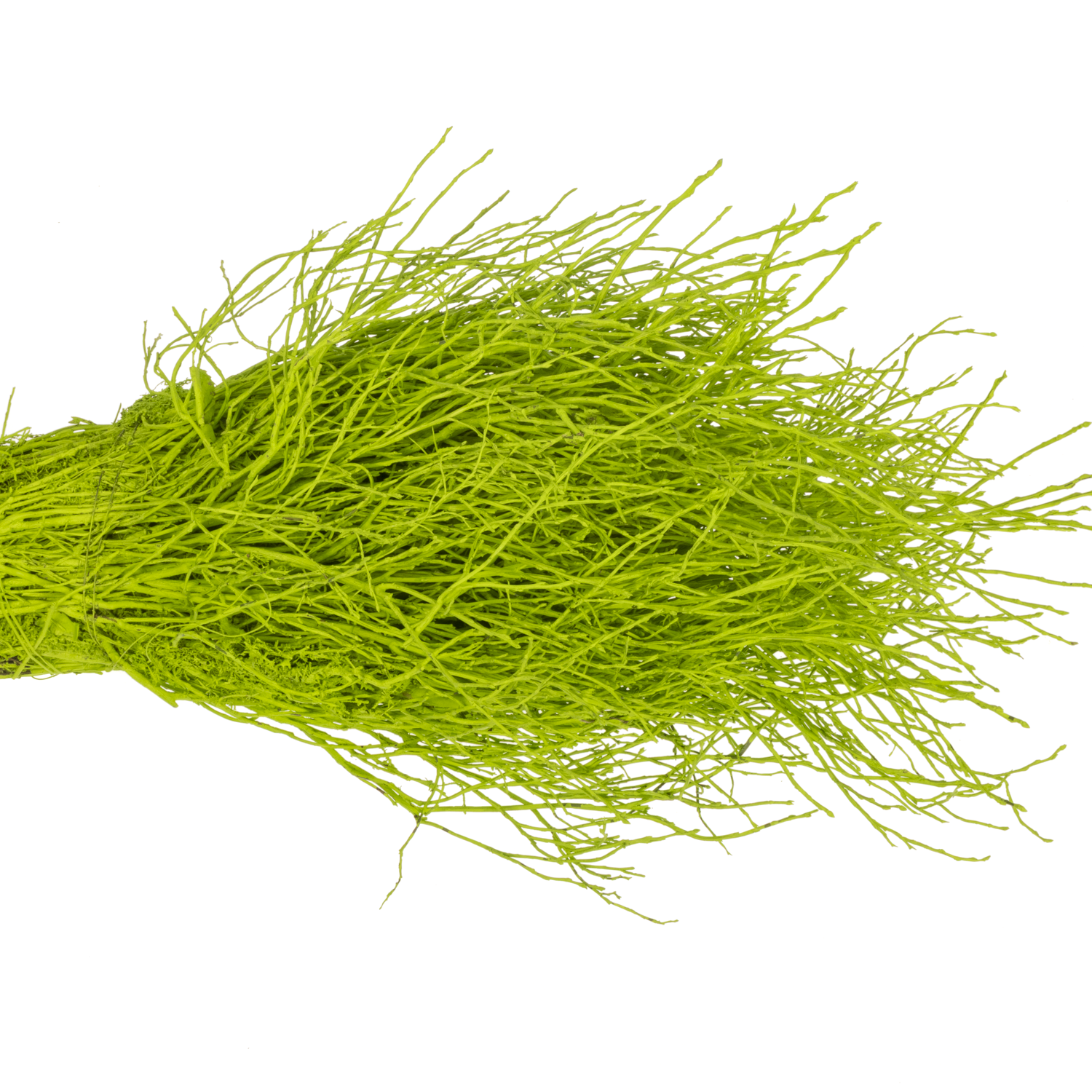 Heidelbeere grün gefärbt