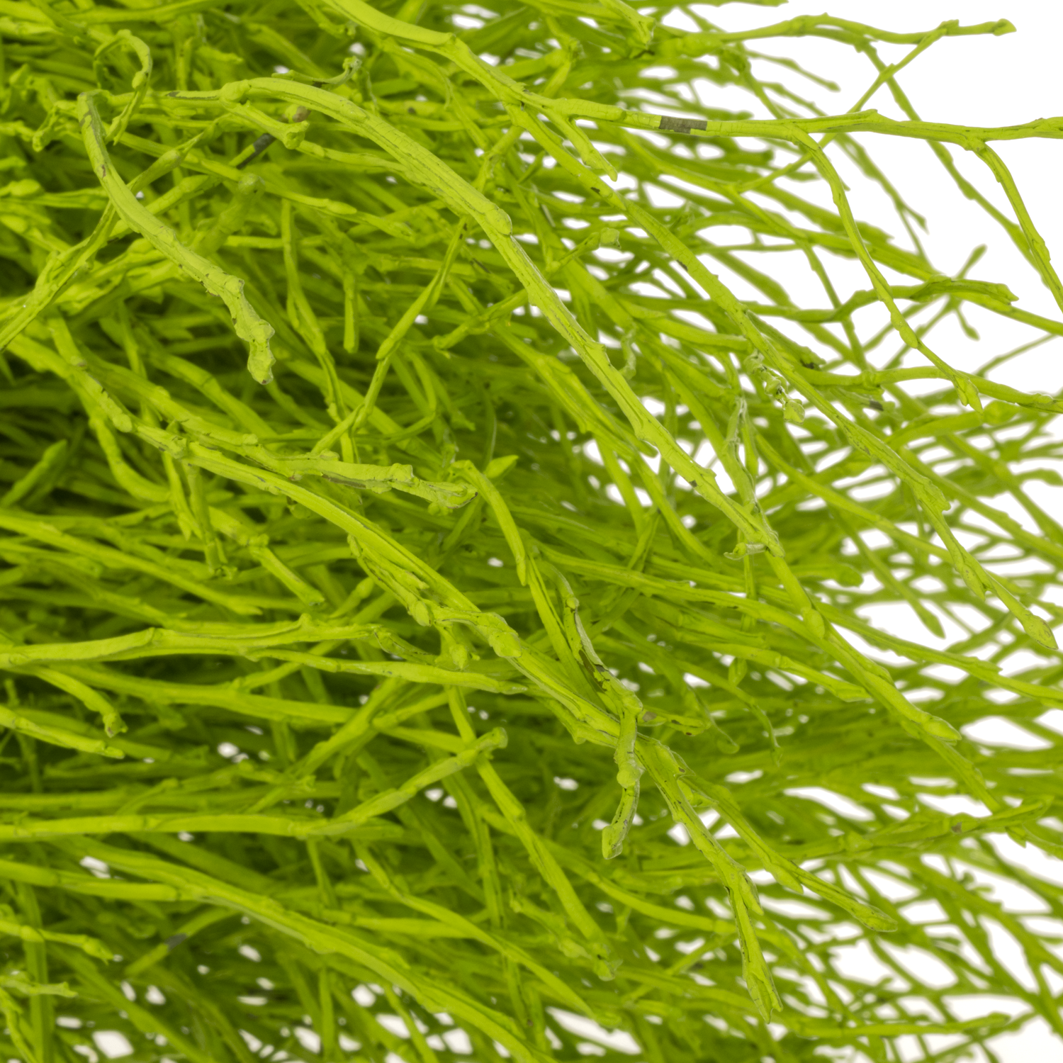 Heidelbeere grün gefärbt