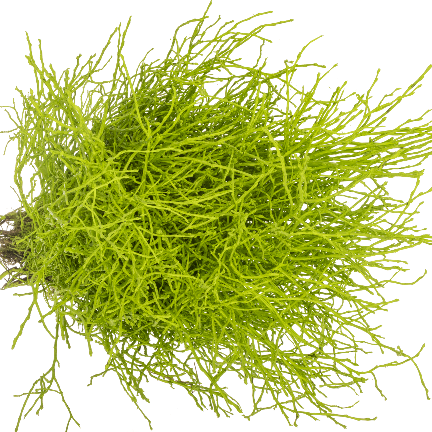 Heidelbeere grün gefärbt