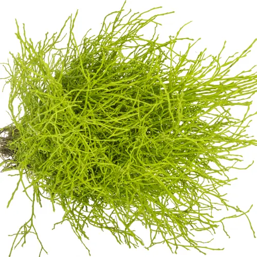 Heidelbeere grün gefärbt