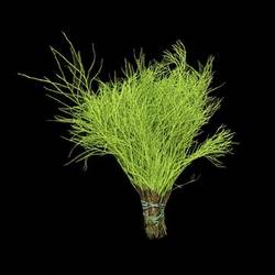 Heidelbeere grün gefärbt