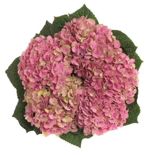 Hortensie rosa/grün Coral Bol 18cm 80cm