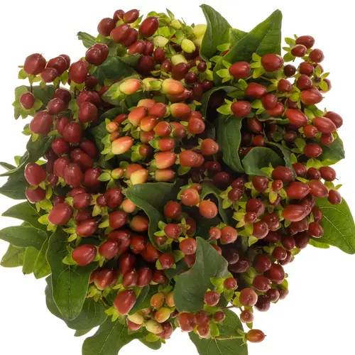 Hypericum braun Excellent verzweigt 70cm