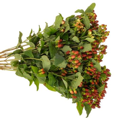 Hypericum braun Excellent verzweigt 70cm