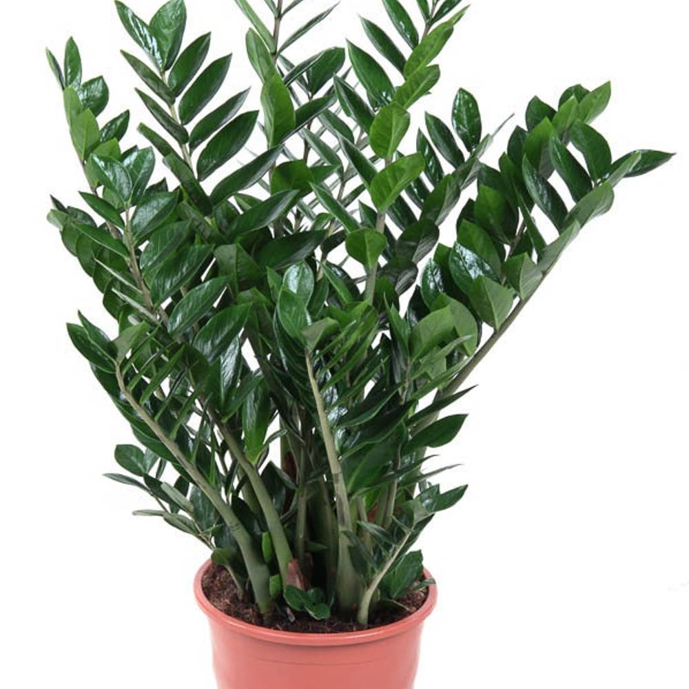 Zamioculcas Zami 15+ T27 H90