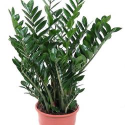 Zamioculcas Zami 15+ T27 H90