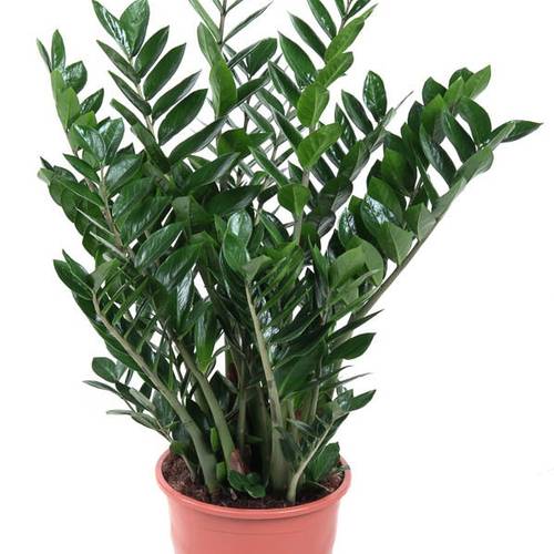 Zamioculcas Zami 15+ T27 H90