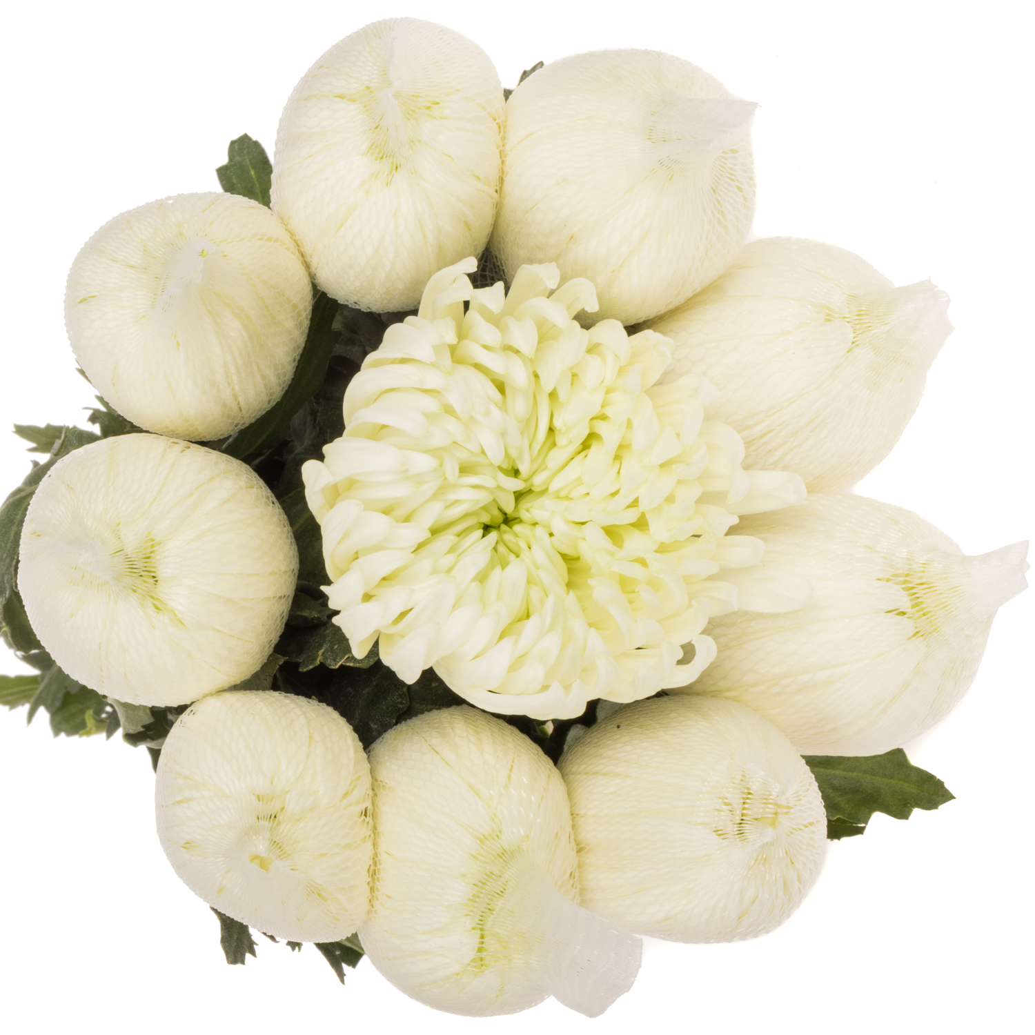 Chrys.Deko weiss-hell grün Tattoo Ecuador 80 Gr 70cm