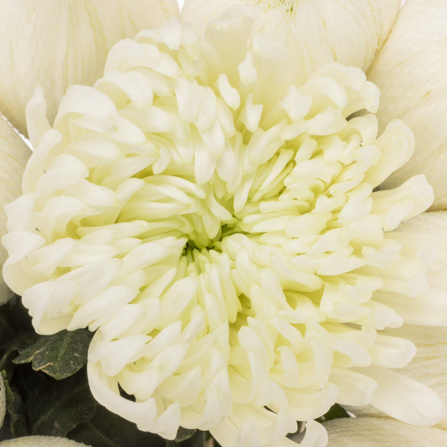 Chrys.Deko weiss-hell grün Tattoo Ecuador 80 Gr 70cm