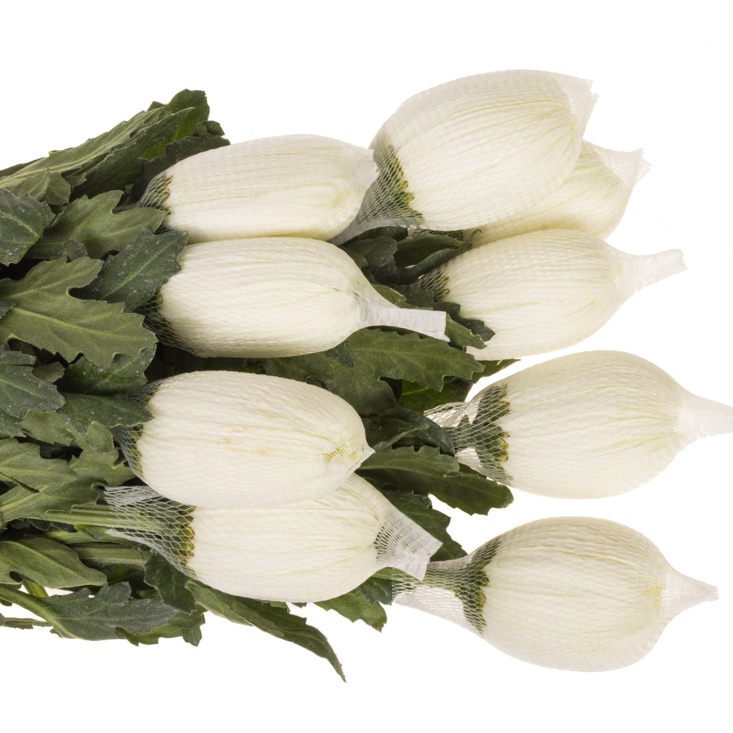 Chrys.Deko weiss-hell grün Tattoo Ecuador 80 Gr 70cm