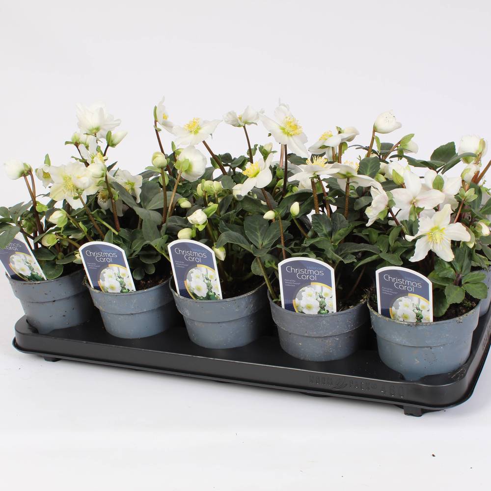 Helleb.Christmas Carol weiss T12 H020