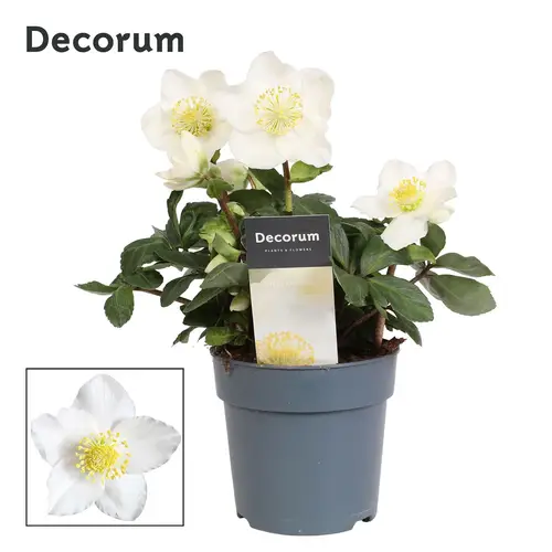 Helleborus Christmas Carol weiss T12 H020
